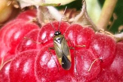 <i>Plagiognathus arbustorum</i>