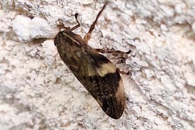 <i>Aphrophora alni</i>