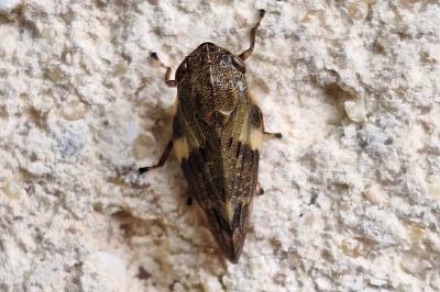 <i>Aphrophora alni</i>