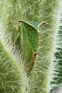 <i>Stictocephala alta</i>