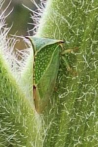 <i>Stictocephala alta</i>