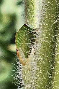 <i>Stictocephala alta</i>