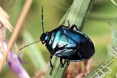 <i>Zicrona caerulea</i>
