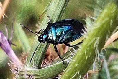 <i>Zicrona caerulea</i>