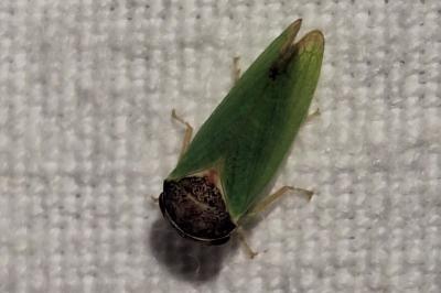 <i>Iassus lanio</i>