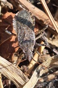 <i>Ceraleptus gracilicornis</i>