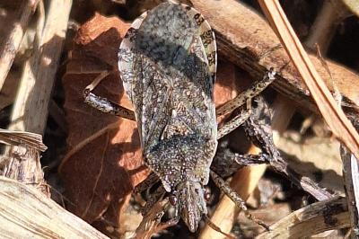 <i>Ceraleptus gracilicornis</i>