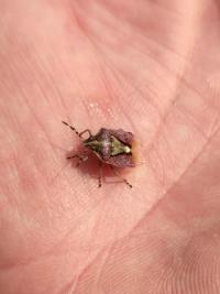 <i>Dolycoris baccarum</i>