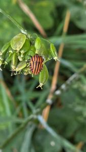 <i>Graphosoma italicum</i>