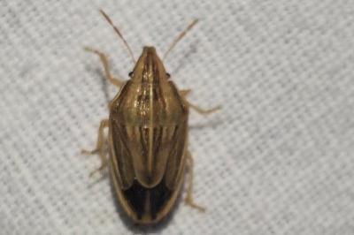 <i>Aelia acuminata</i>