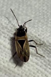 <i>Xanthochilus quadratus</i>