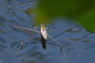 <i>Aquarius najas</i>