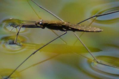 <i>Aquarius najas</i>