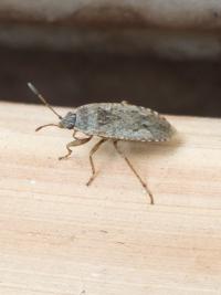 <i>Emblethis denticollis</i>